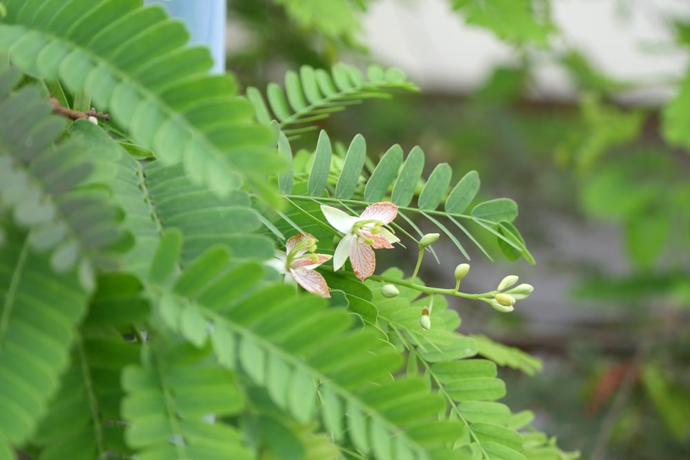 a close up of a plant