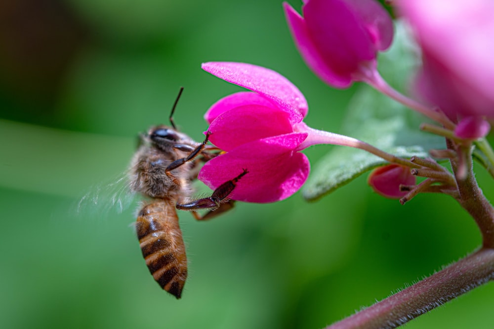 a bee on a flower