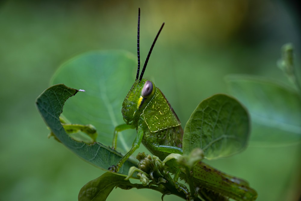 a green insect on a leaf