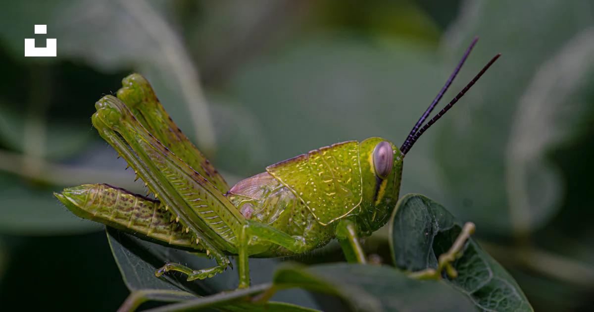 Un insecte vert sur une feuille photo – Photo Jakarta Gratuite sur Unsplash