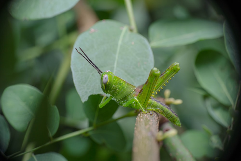 a green insect on a leaf