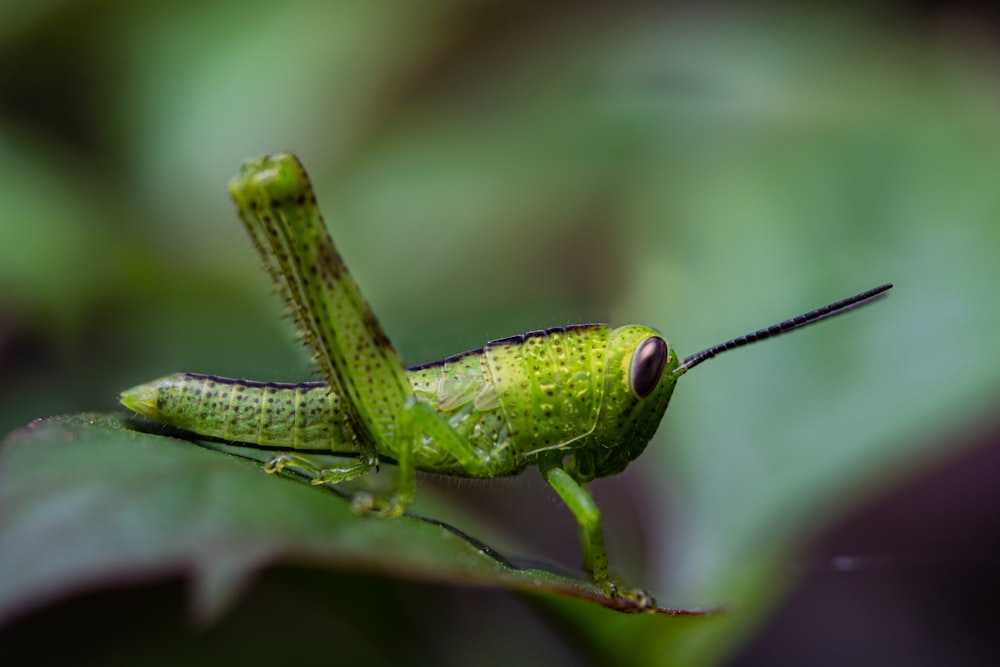 a green insect on a leaf