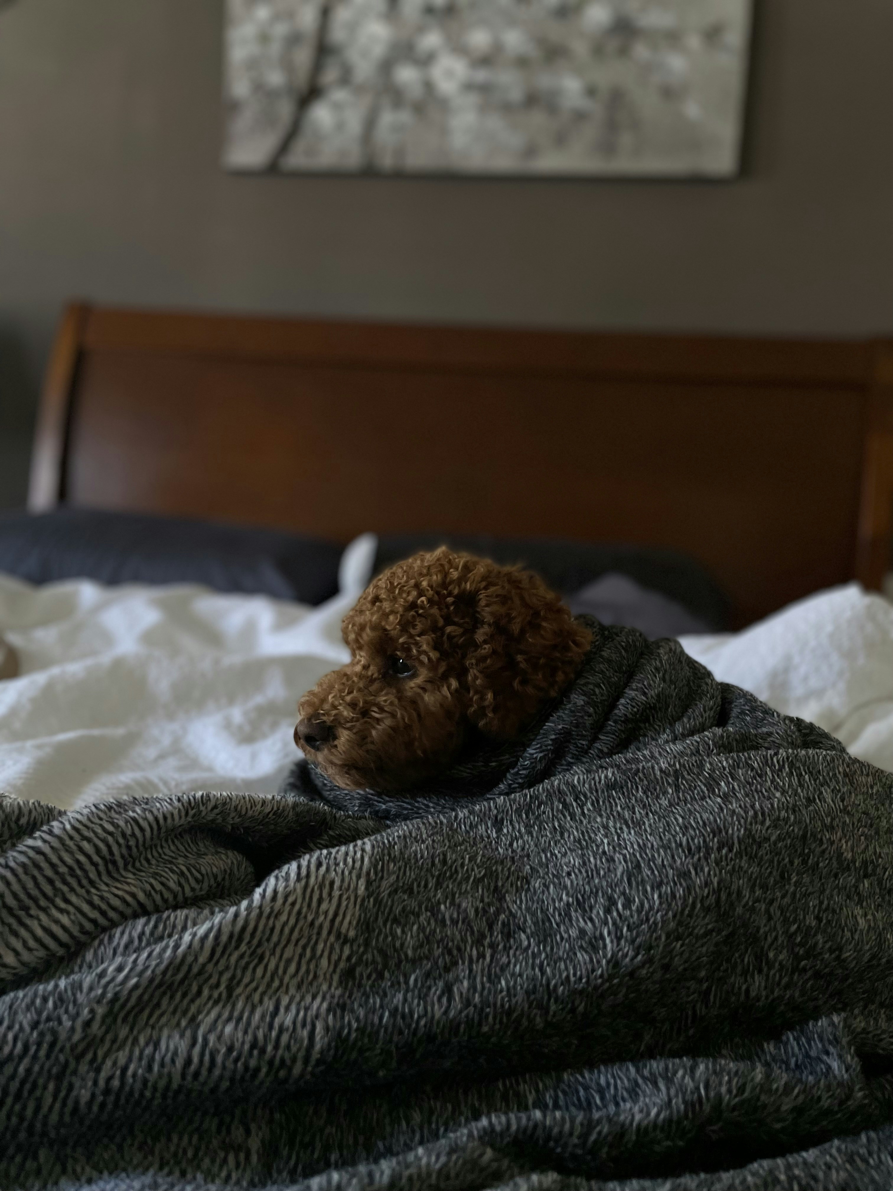 a brown and white guinea pig on a bed