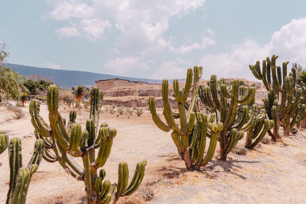 a desert with cacti