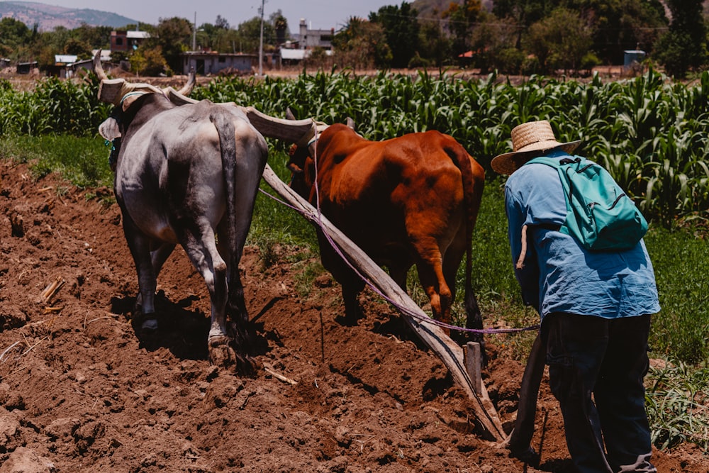 a couple of cows stand in a farm