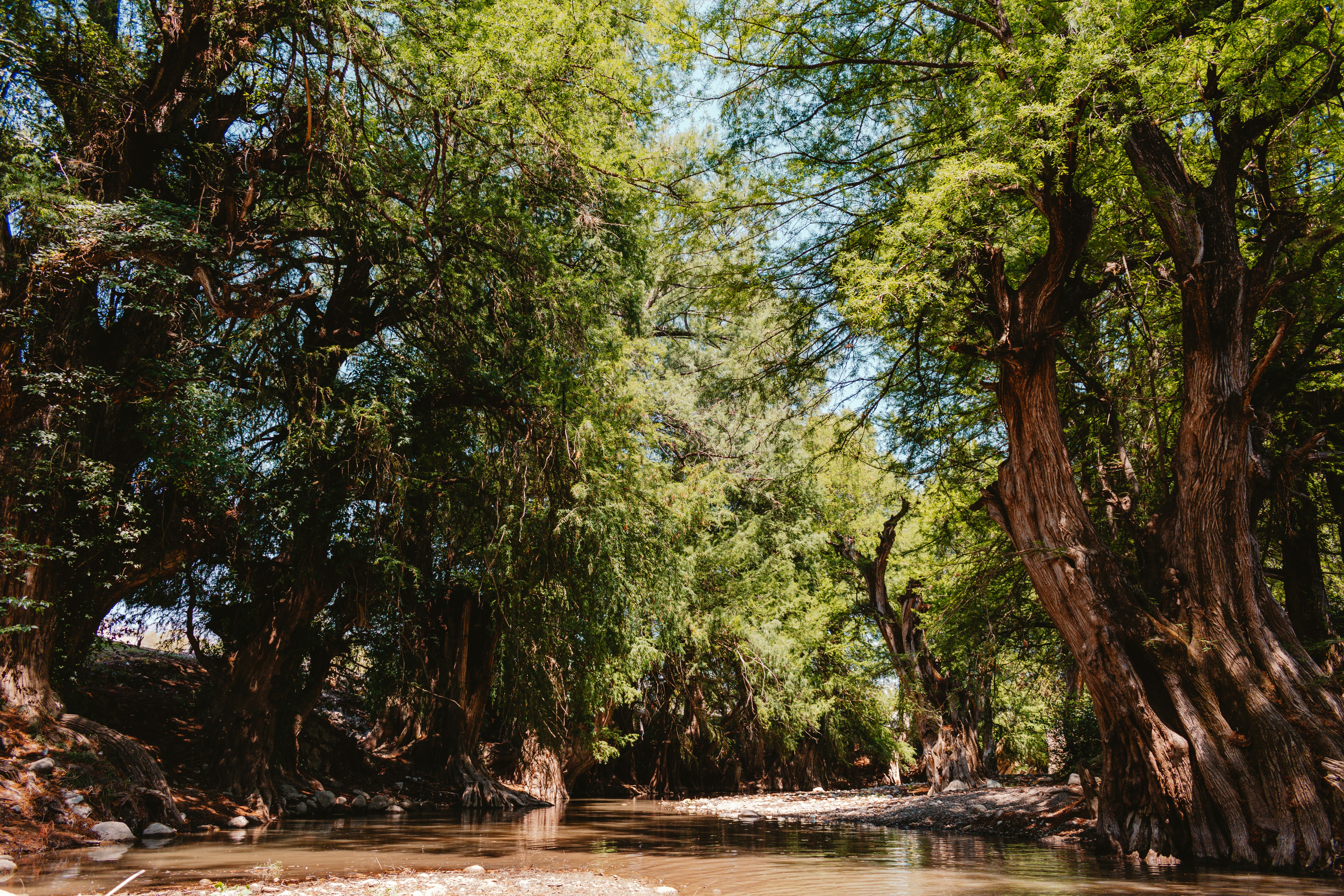 Une rivière avec des arbres sur le côté photo Photo Oaxaca de Juárez