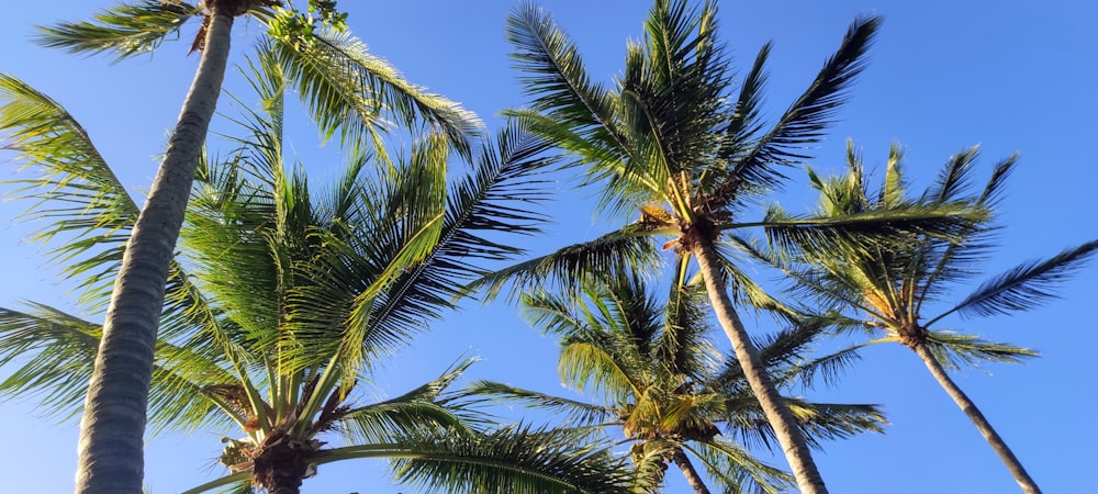 a group of palm trees