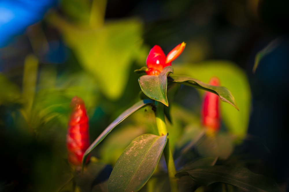 a close up of a flower