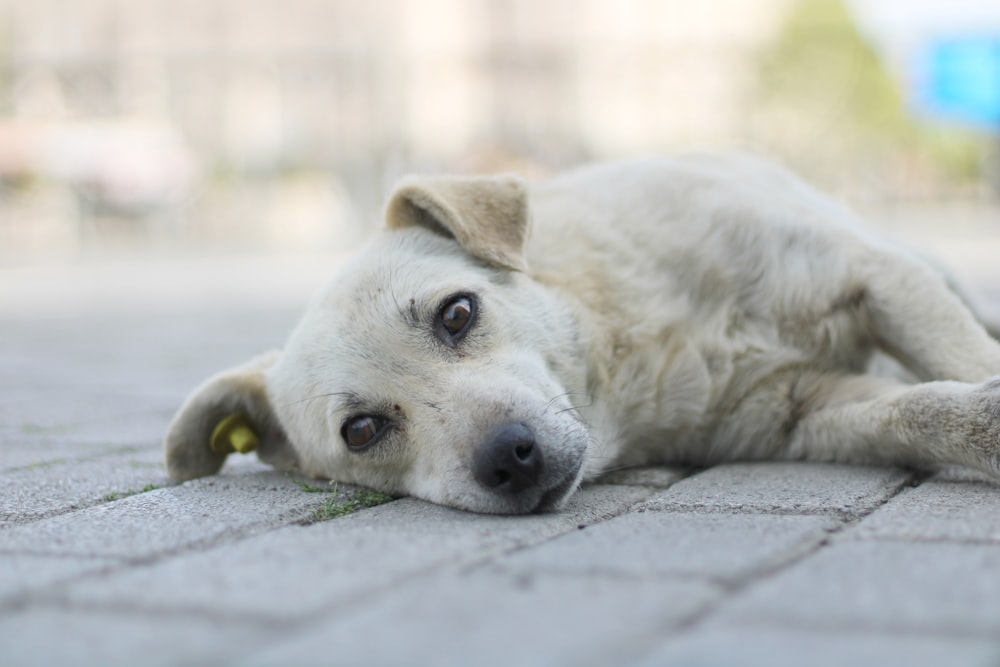 a white dog lying on the ground