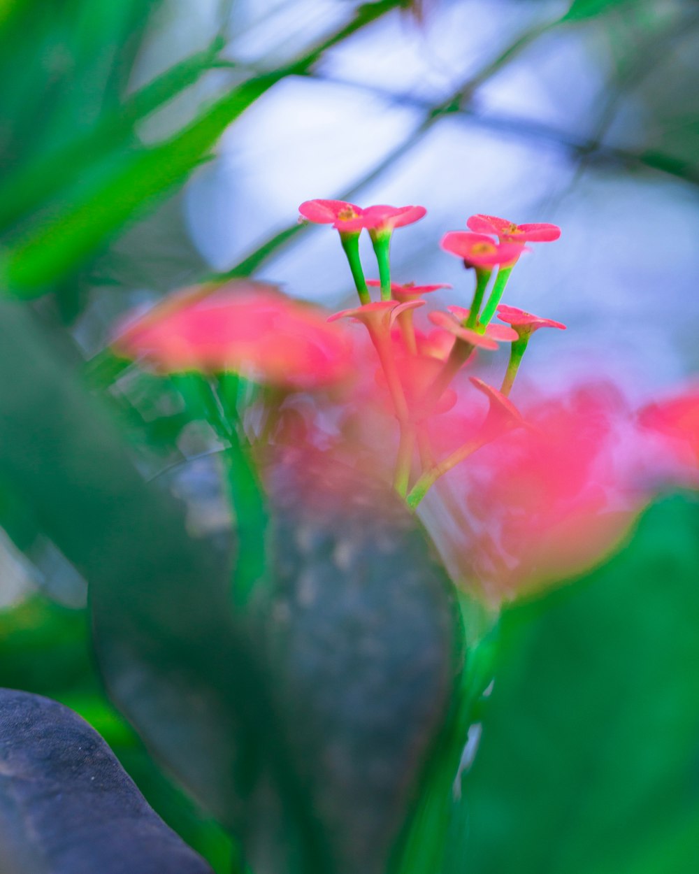 a close up of a flower