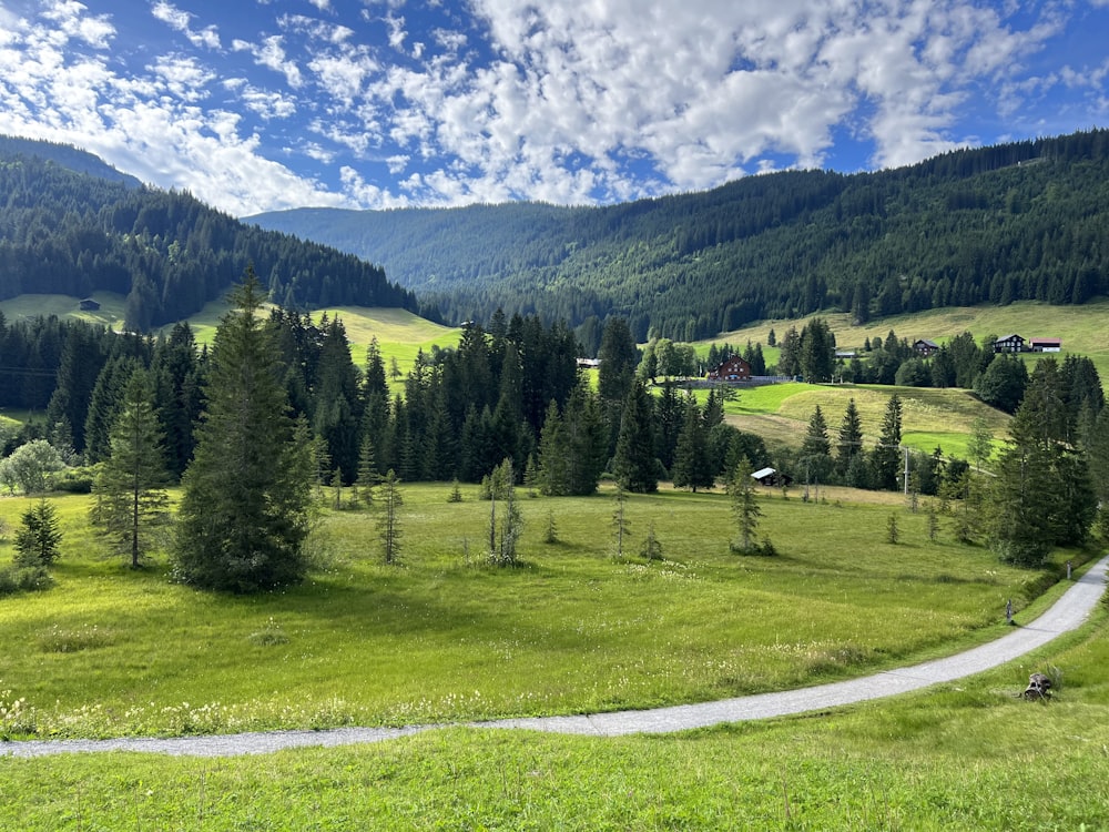 a landscape with trees and grass