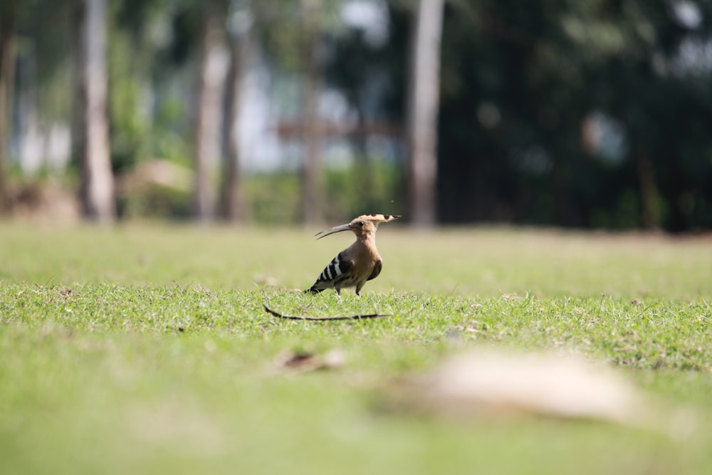 a bird with a long beak walking on grass