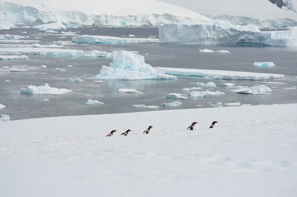 birds flying over ice and snow