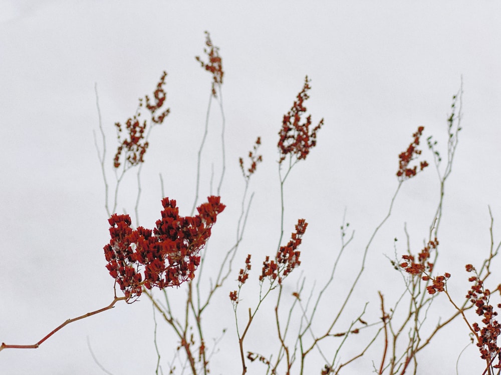 a close up of a plant