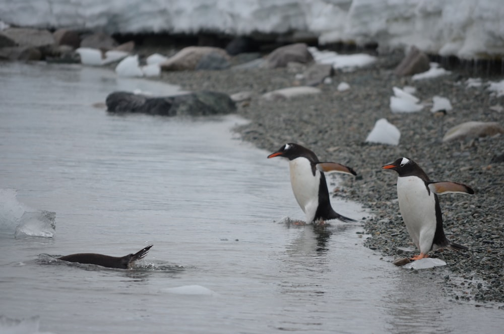 a group of penguins walking in water