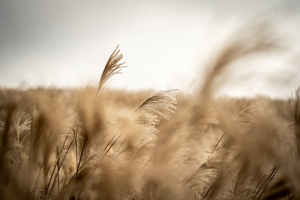 close up of a wheat