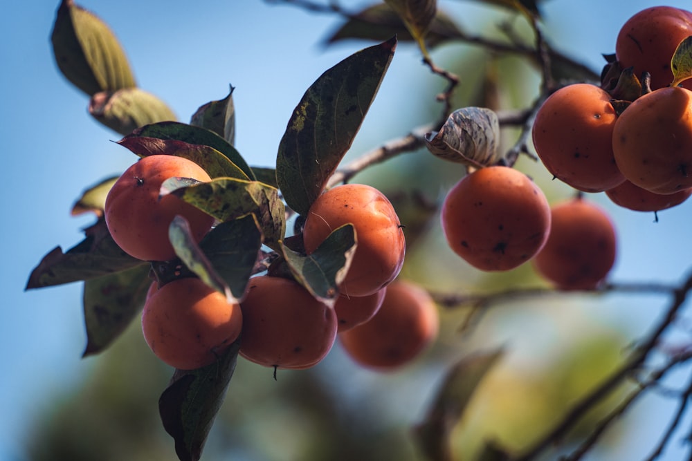 a tree with fruits on it