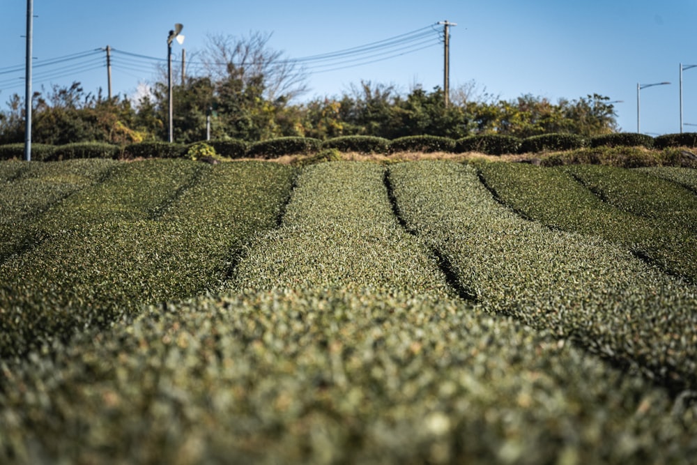 a field of green plants