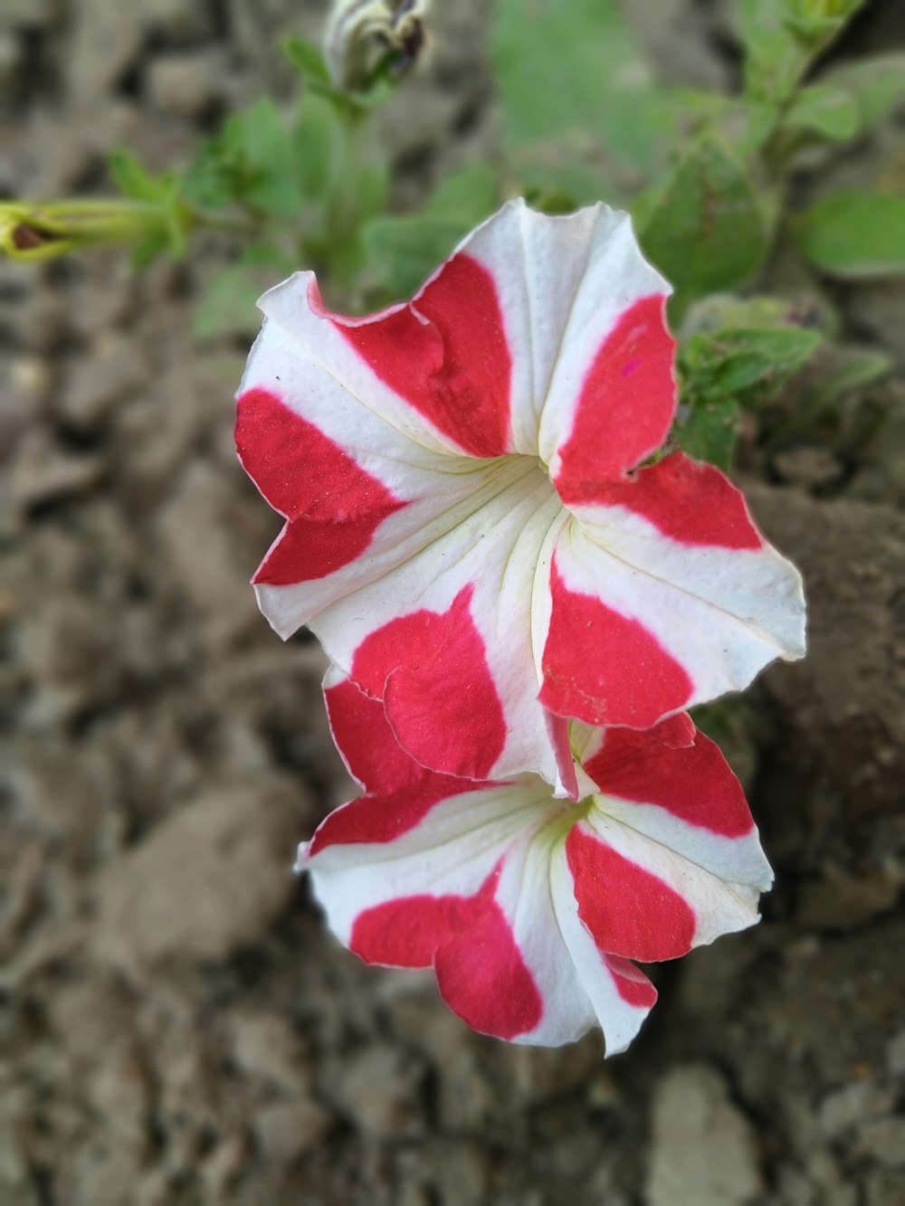 a close up of a flower