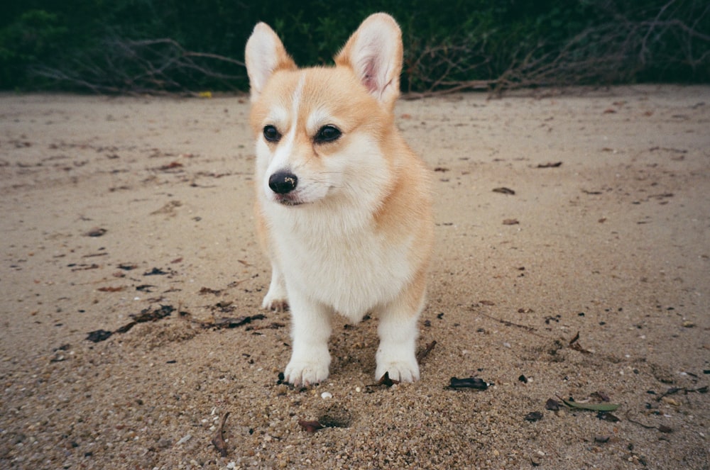 a dog sitting on the sand