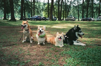 a group of dogs sitting in a grassy field