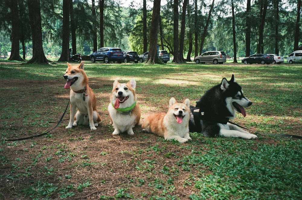 a group of dogs sitting in a grassy field
