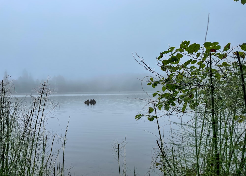 a group of animals in a lake