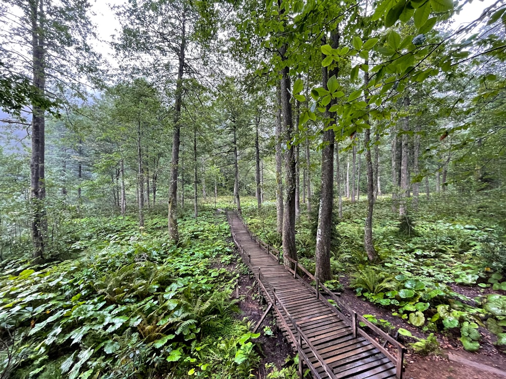 a wooden bridge in a forest