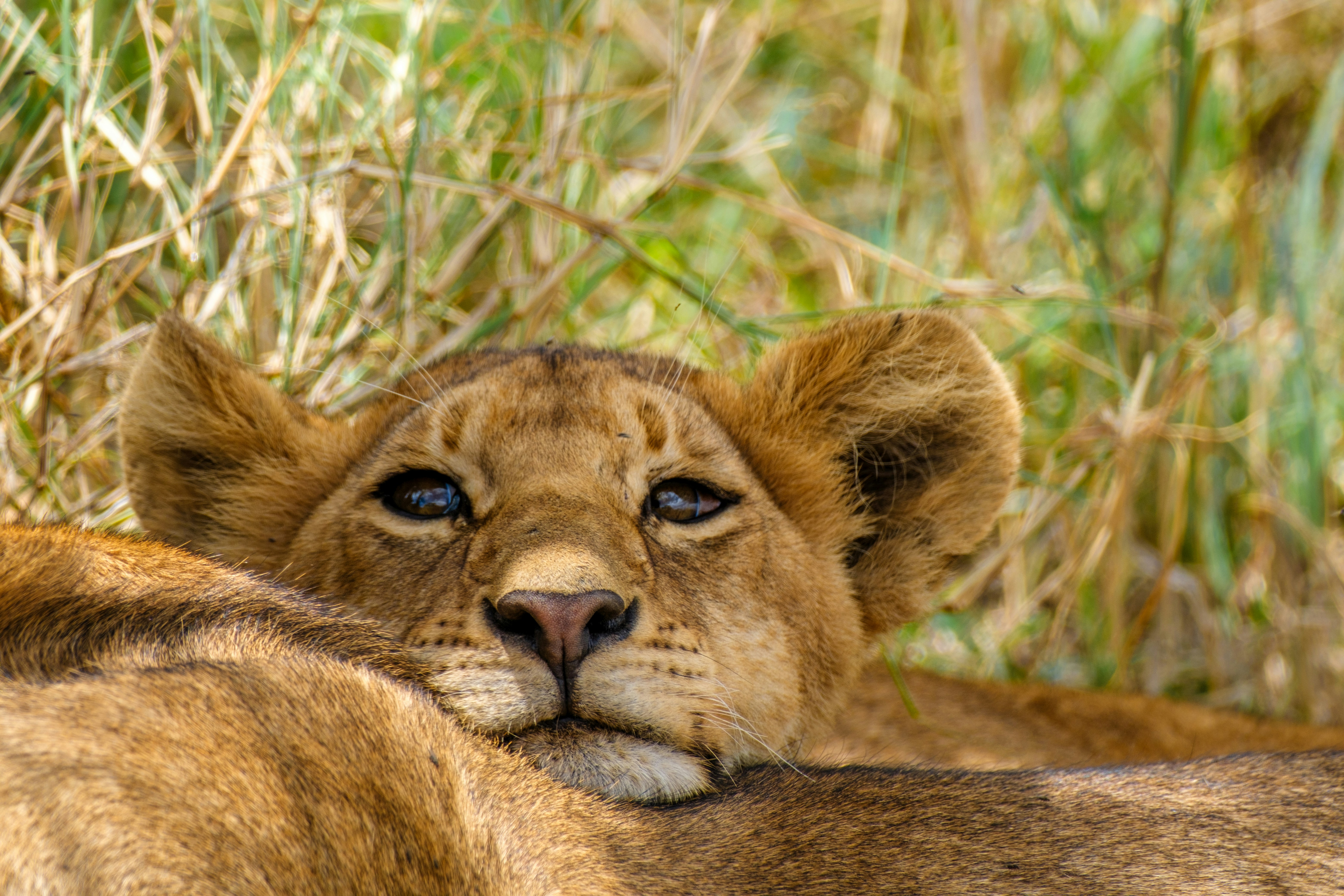 a lion lying in the grass