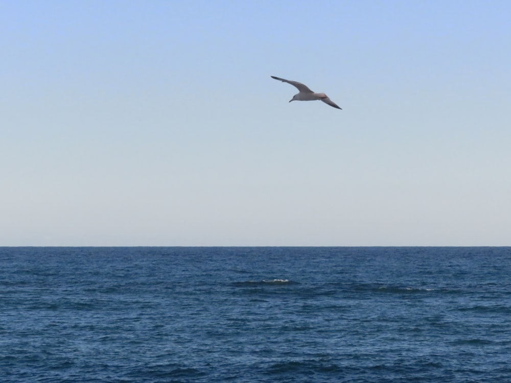 a bird flying over the ocean