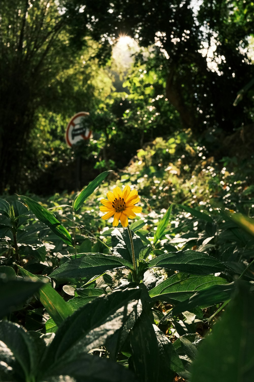 a yellow flower in a forest