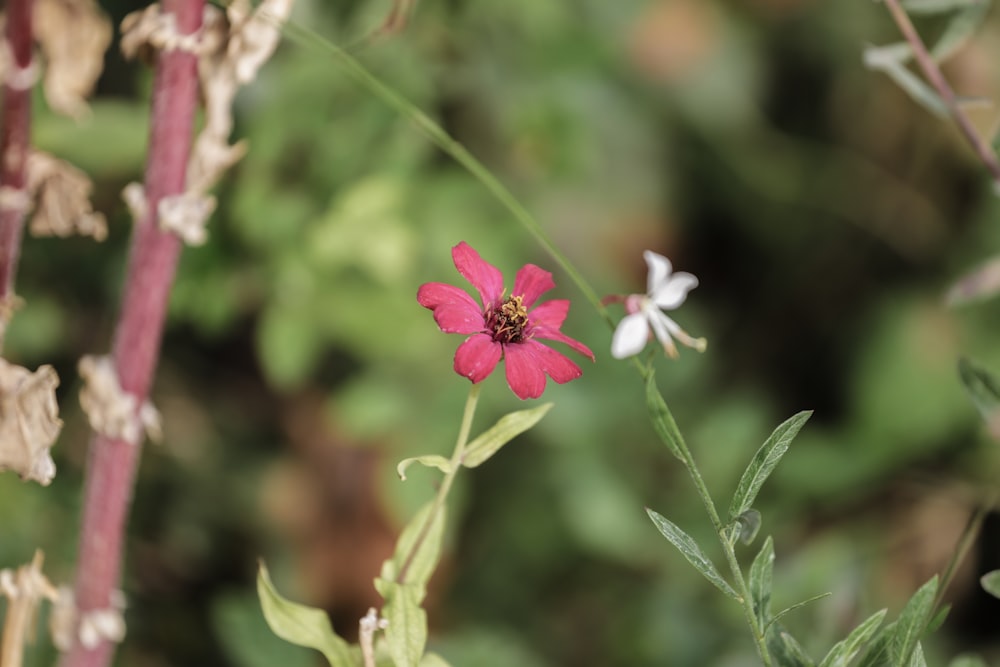 a close up of a flower