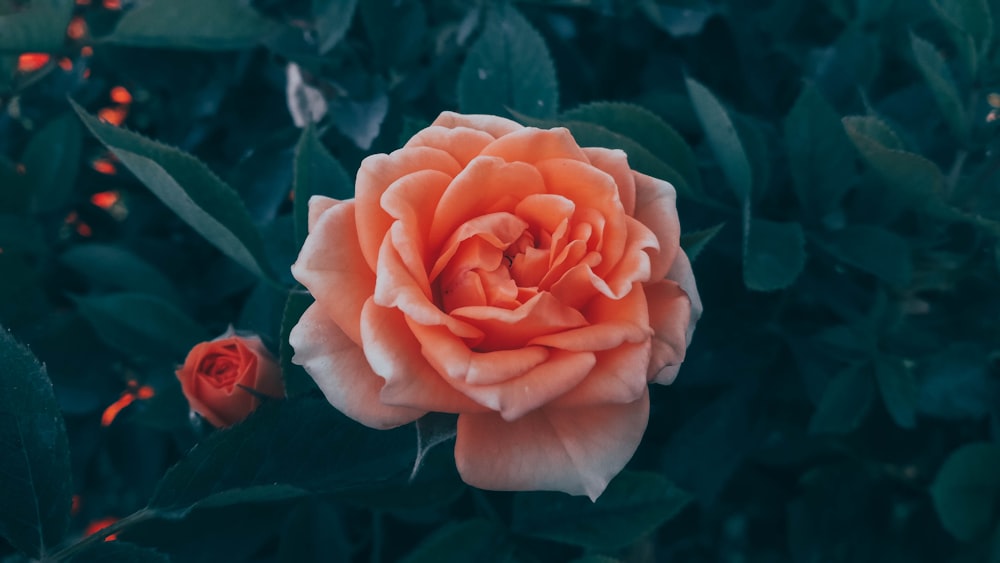 a close up of a flower