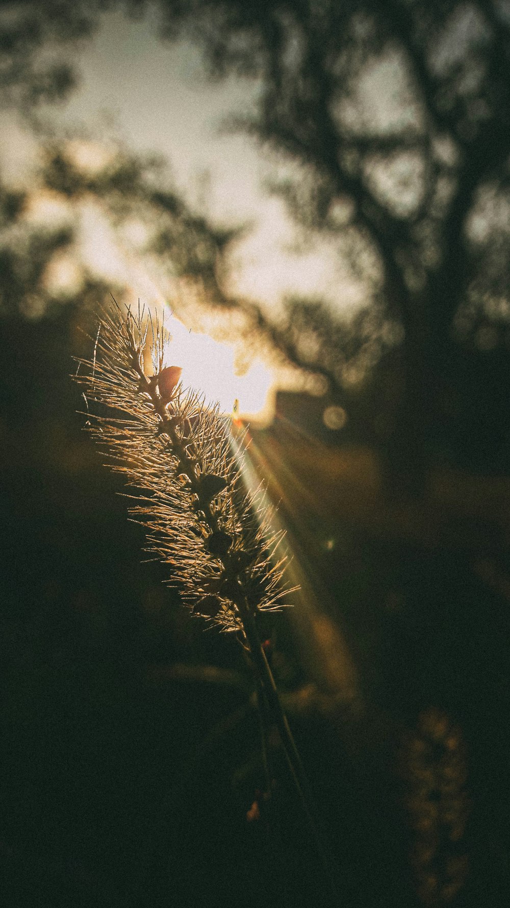 a close up of a wheat plant