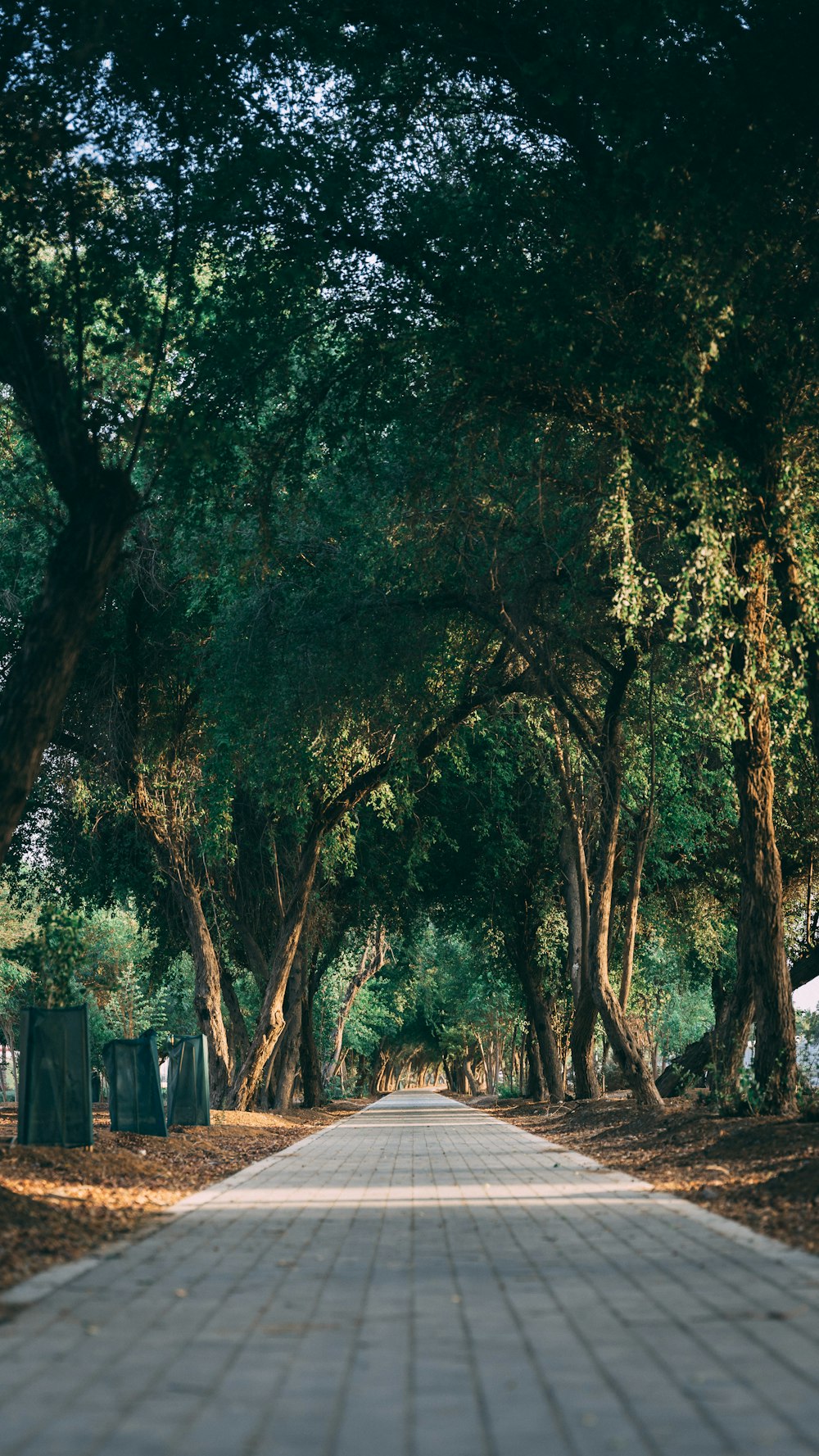 a path through a forest