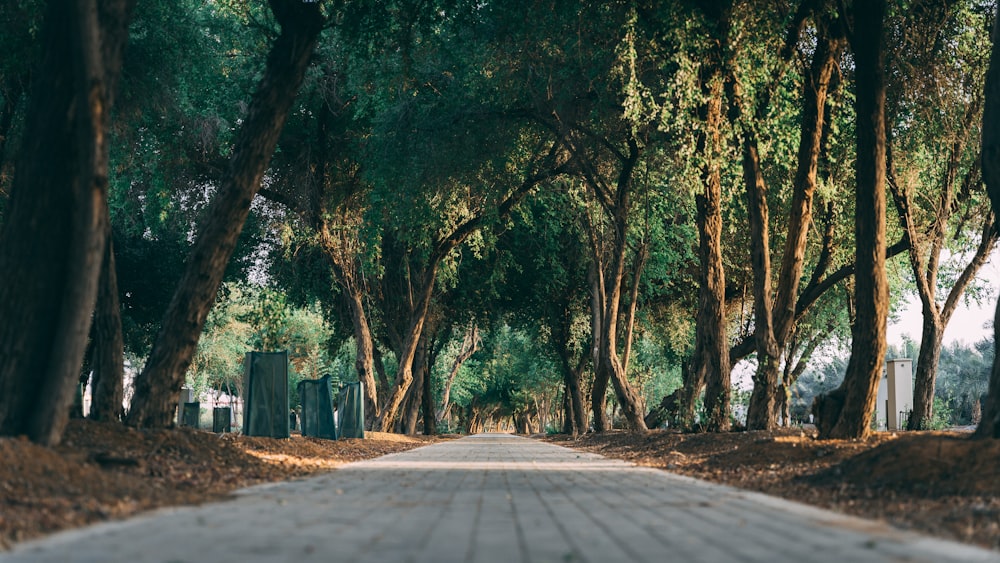 a road with trees on the side