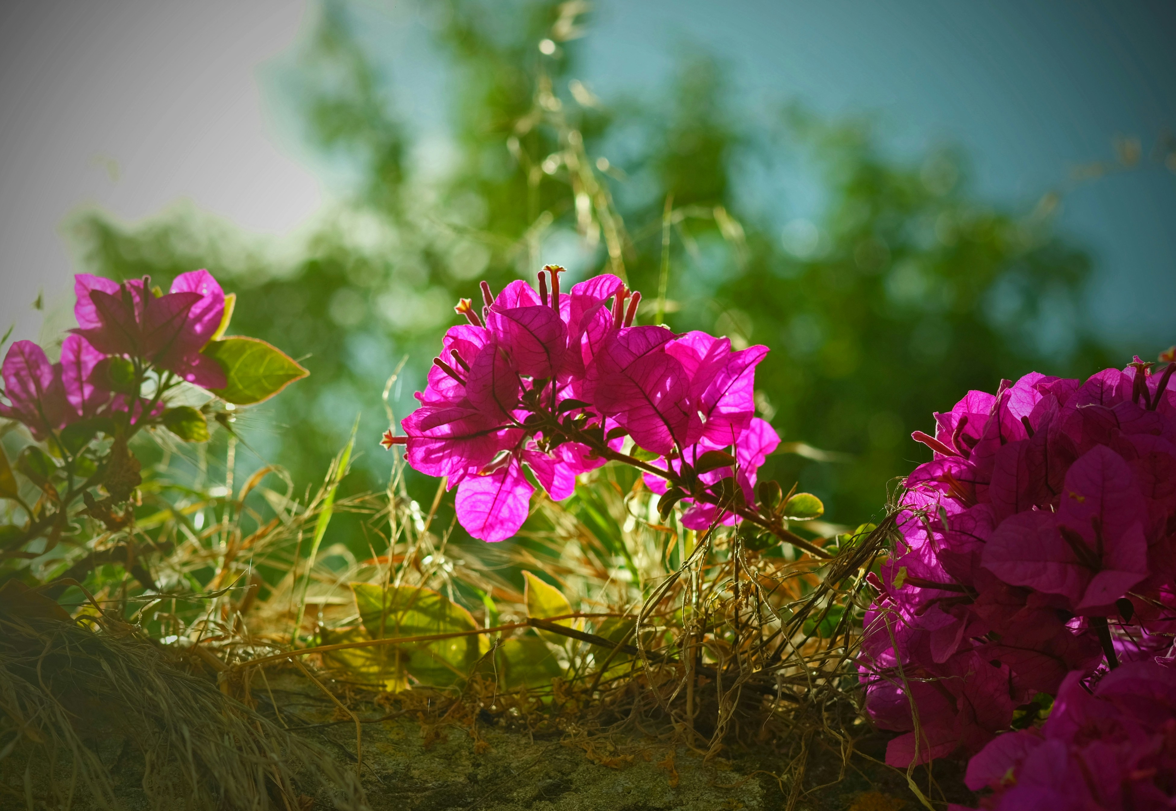 a group of flowers, Alaçatı days, bougainvillea