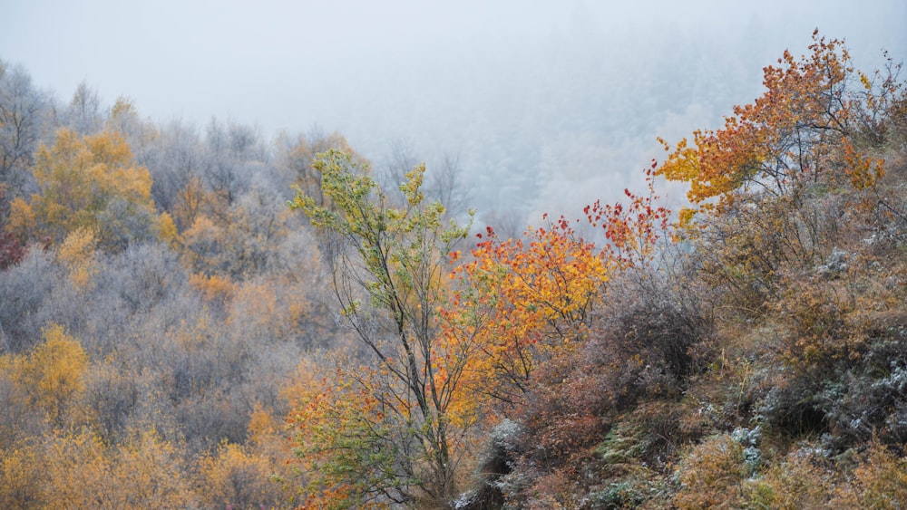 a forest of trees