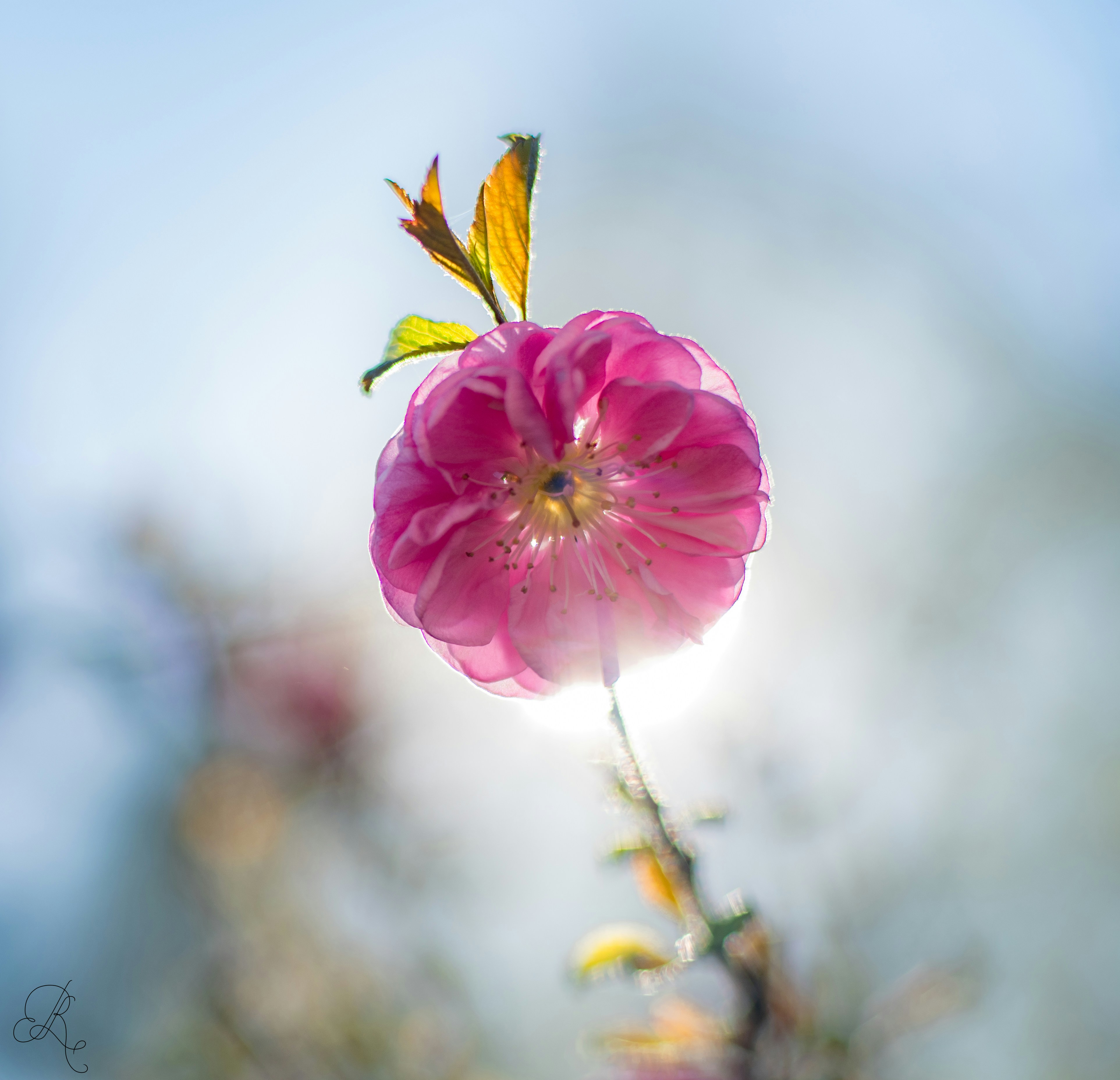 Photo by nataliaraylenegusakova