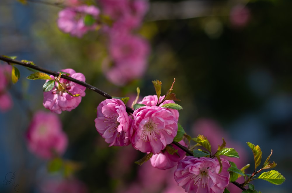 close up of flowers