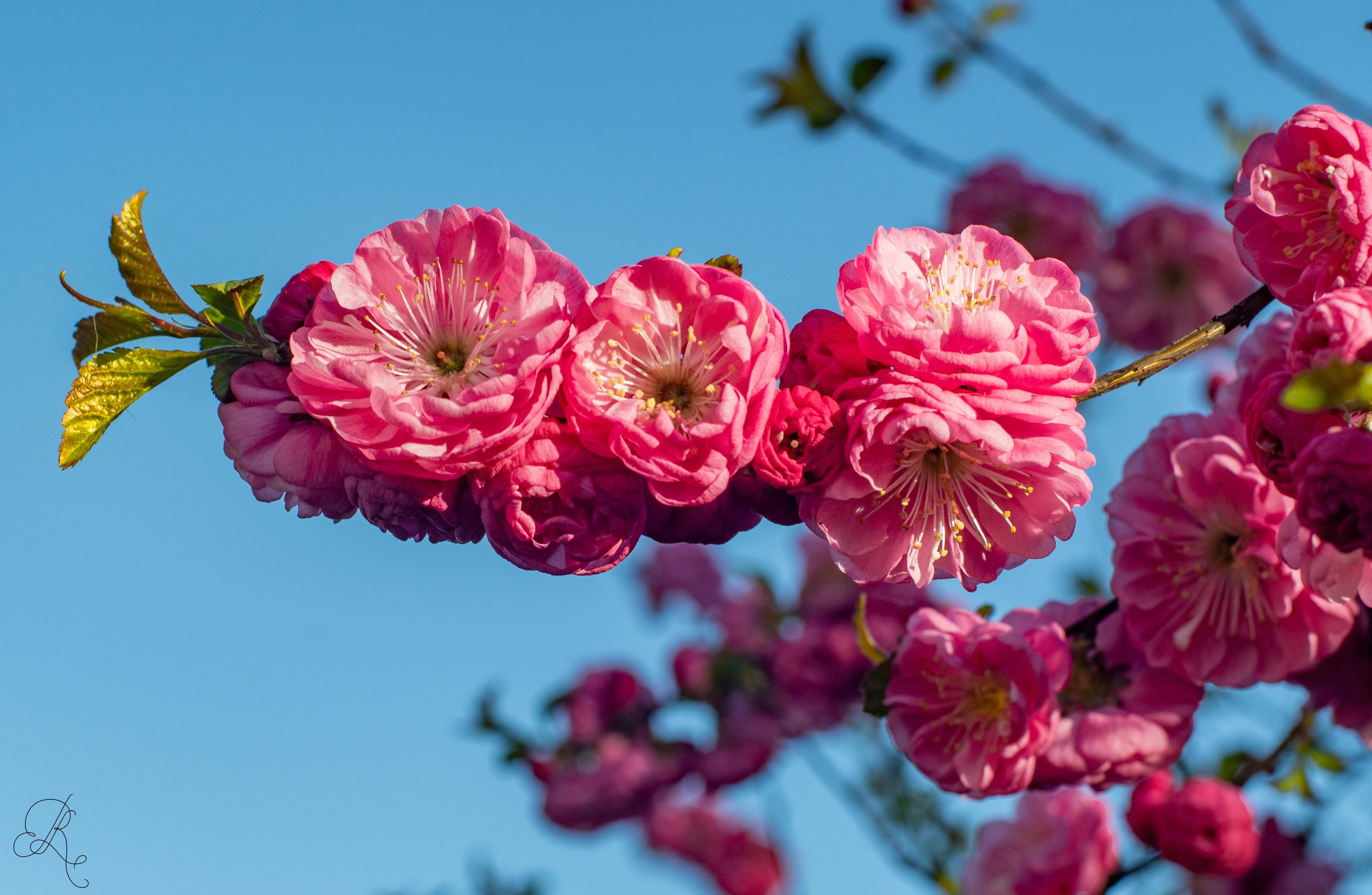 Photo by nataliaraylenegusakova