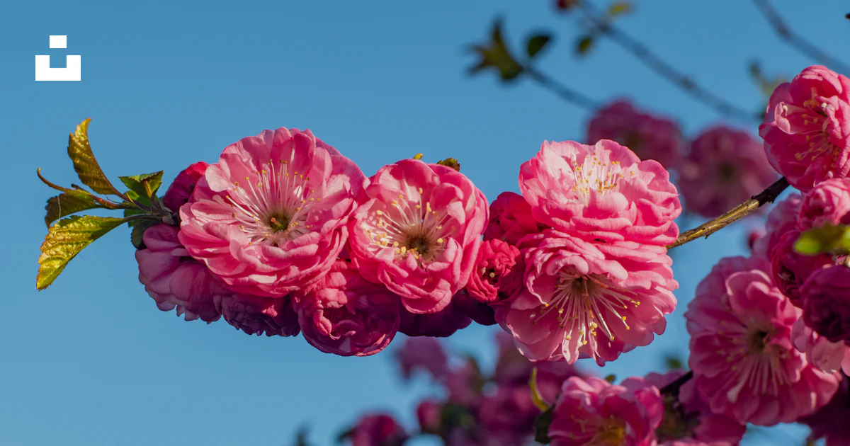A close up of flowers photo – Free Nature Image on Unsplash