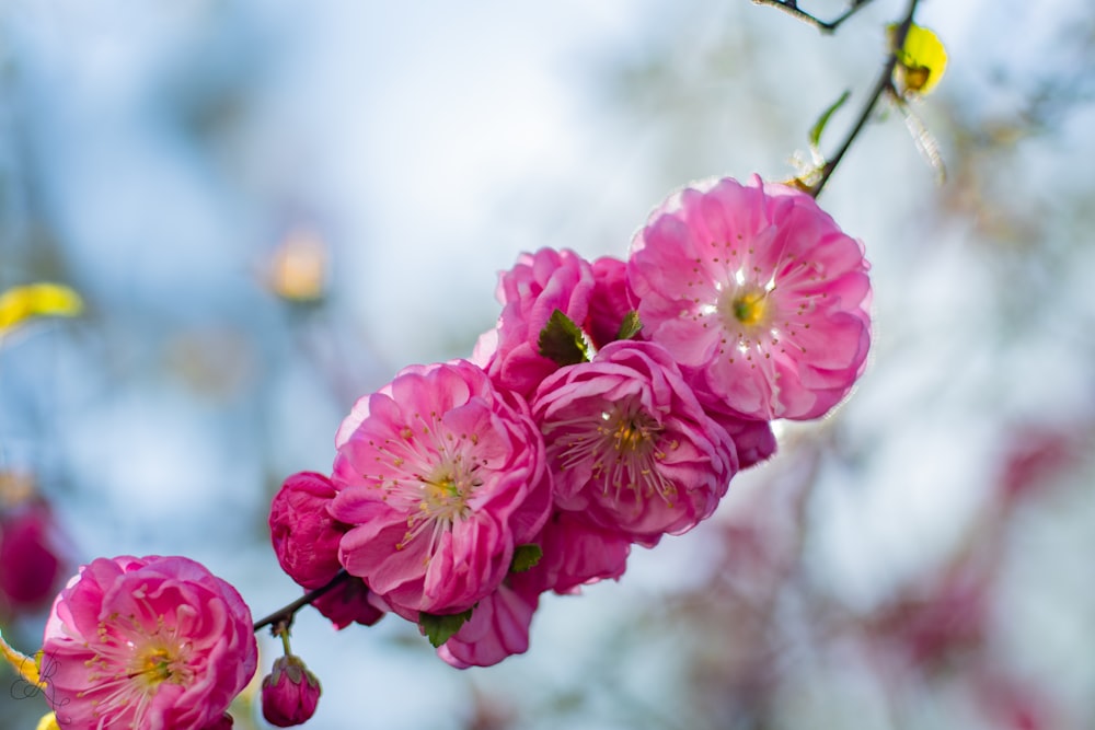 a close up of some flowers