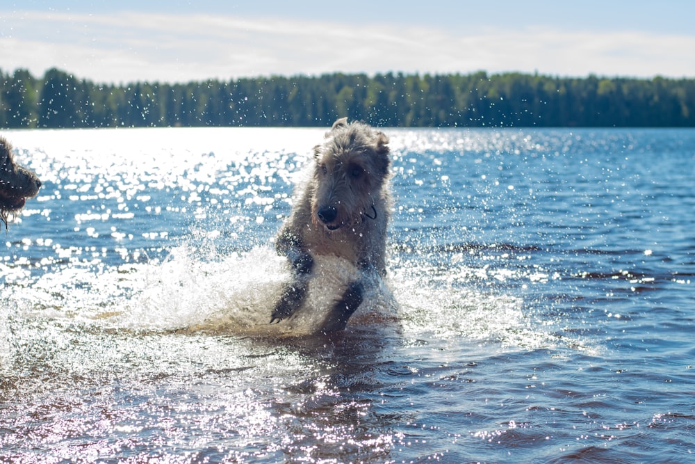a dog running through water