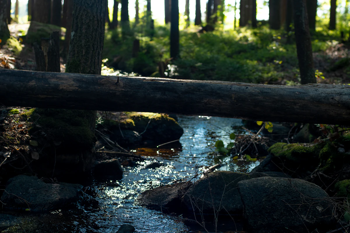 Small forest stream with rocky bed and overhanging trees — the watershed-restoration scale Texas Tuff Rock Logs are sized for