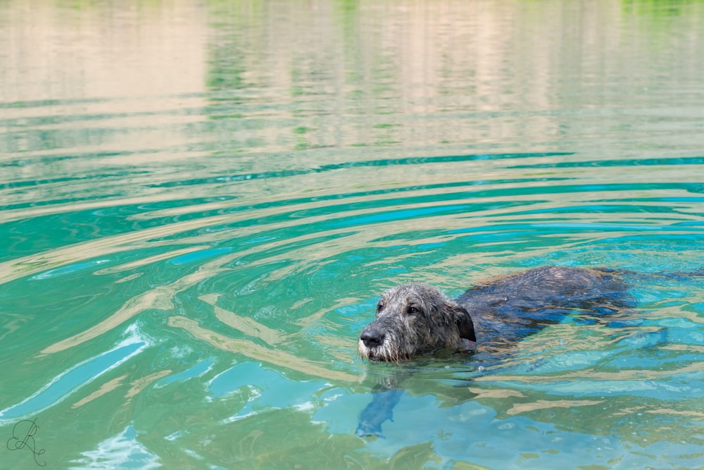 an otter swimming in water