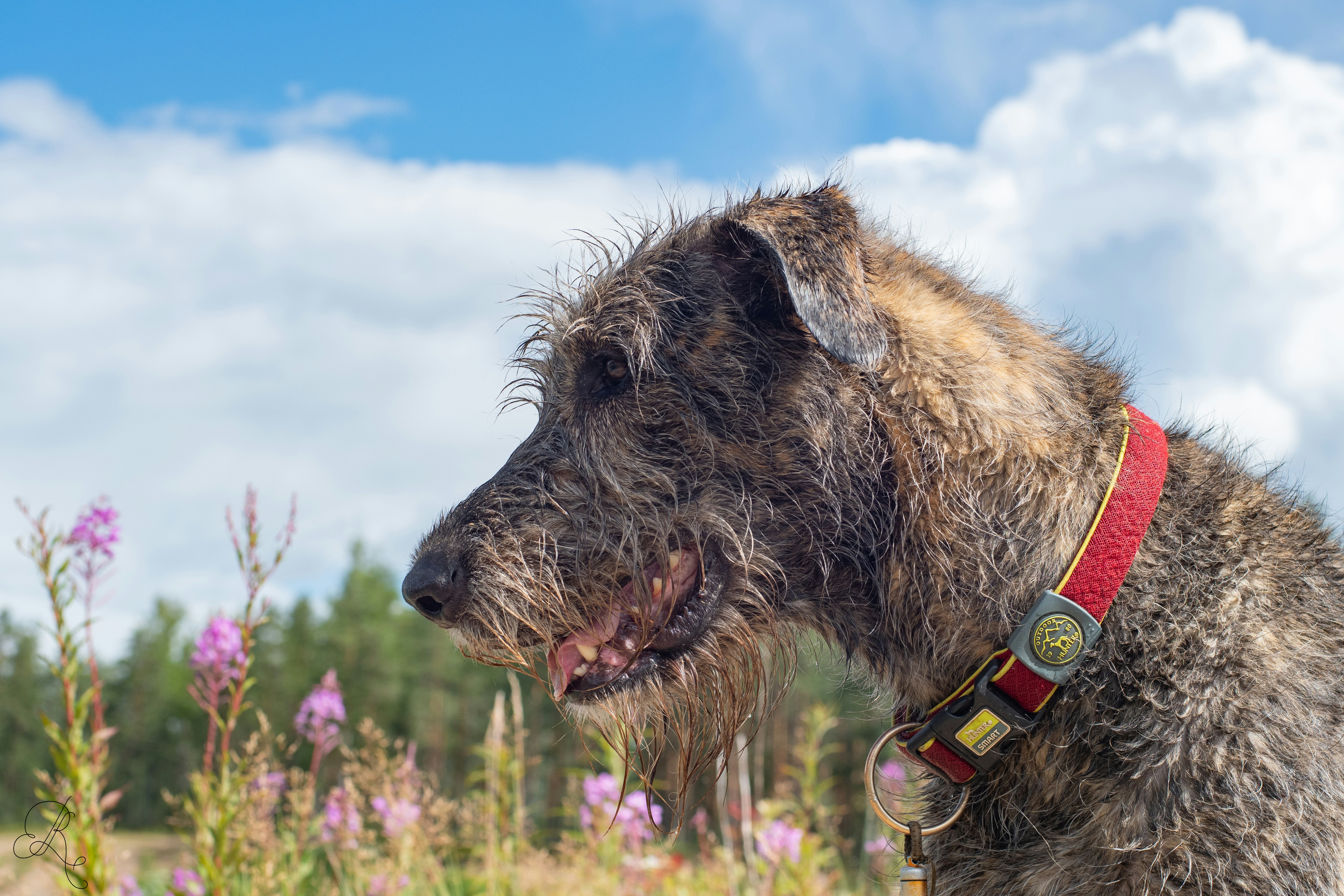 a dog with a red collar in a field of flowers