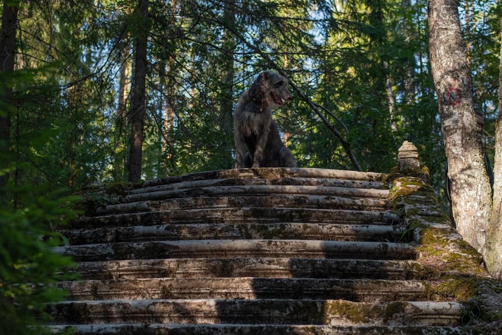 a monkey sitting on a set of stairs in the woods