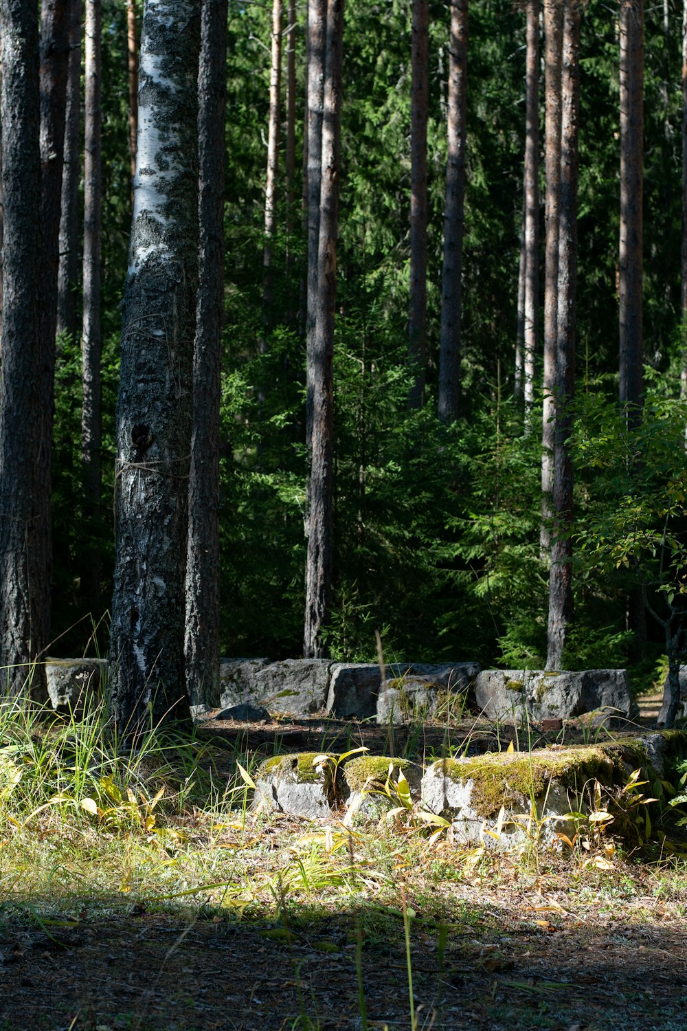 a forest of trees