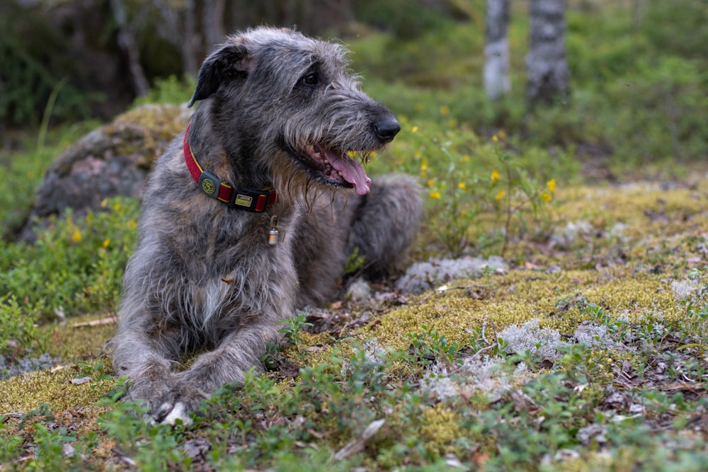 a dog sitting on the ground